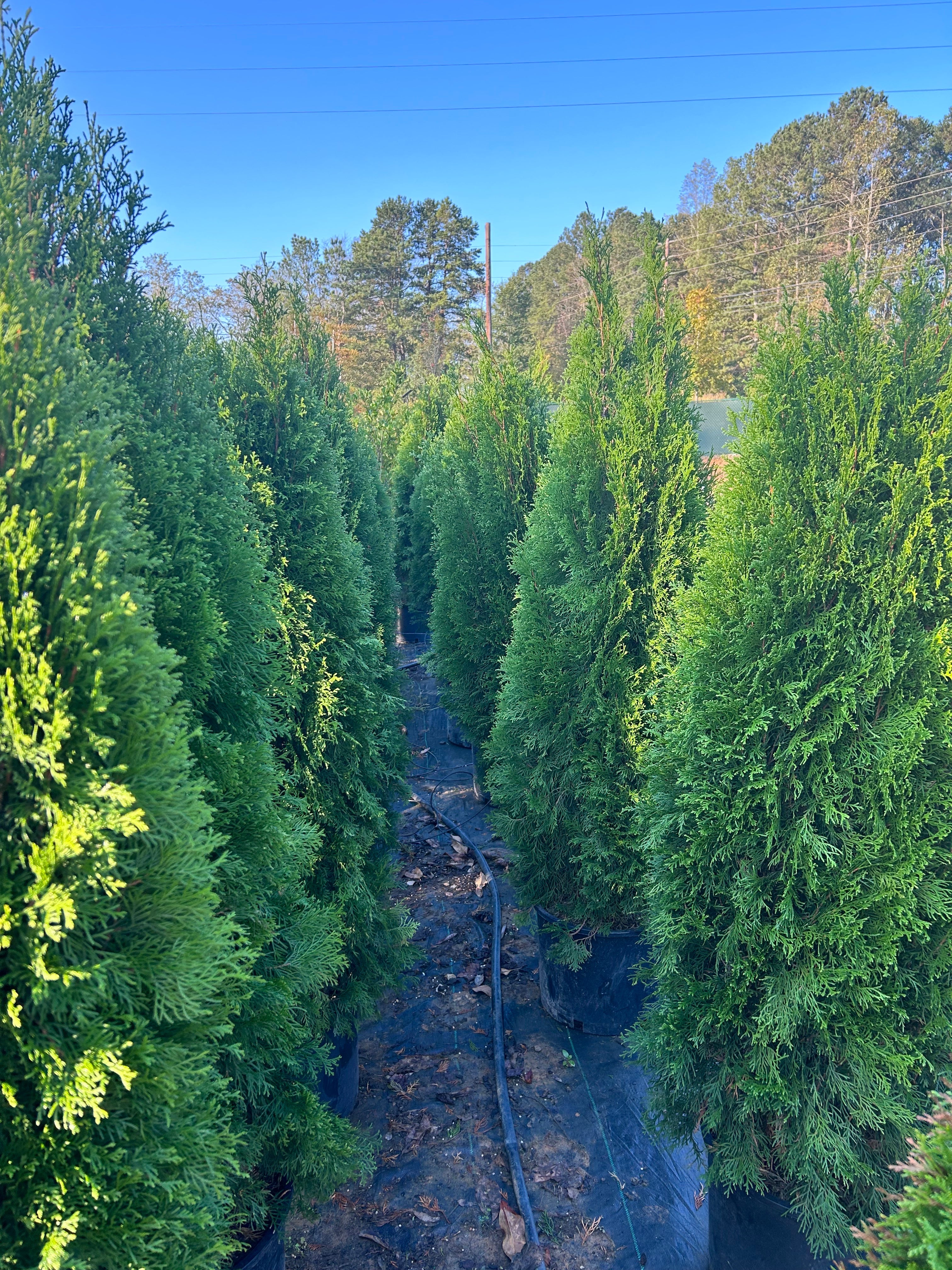 Evergreens for privacy and decoration, wholesale landscaping