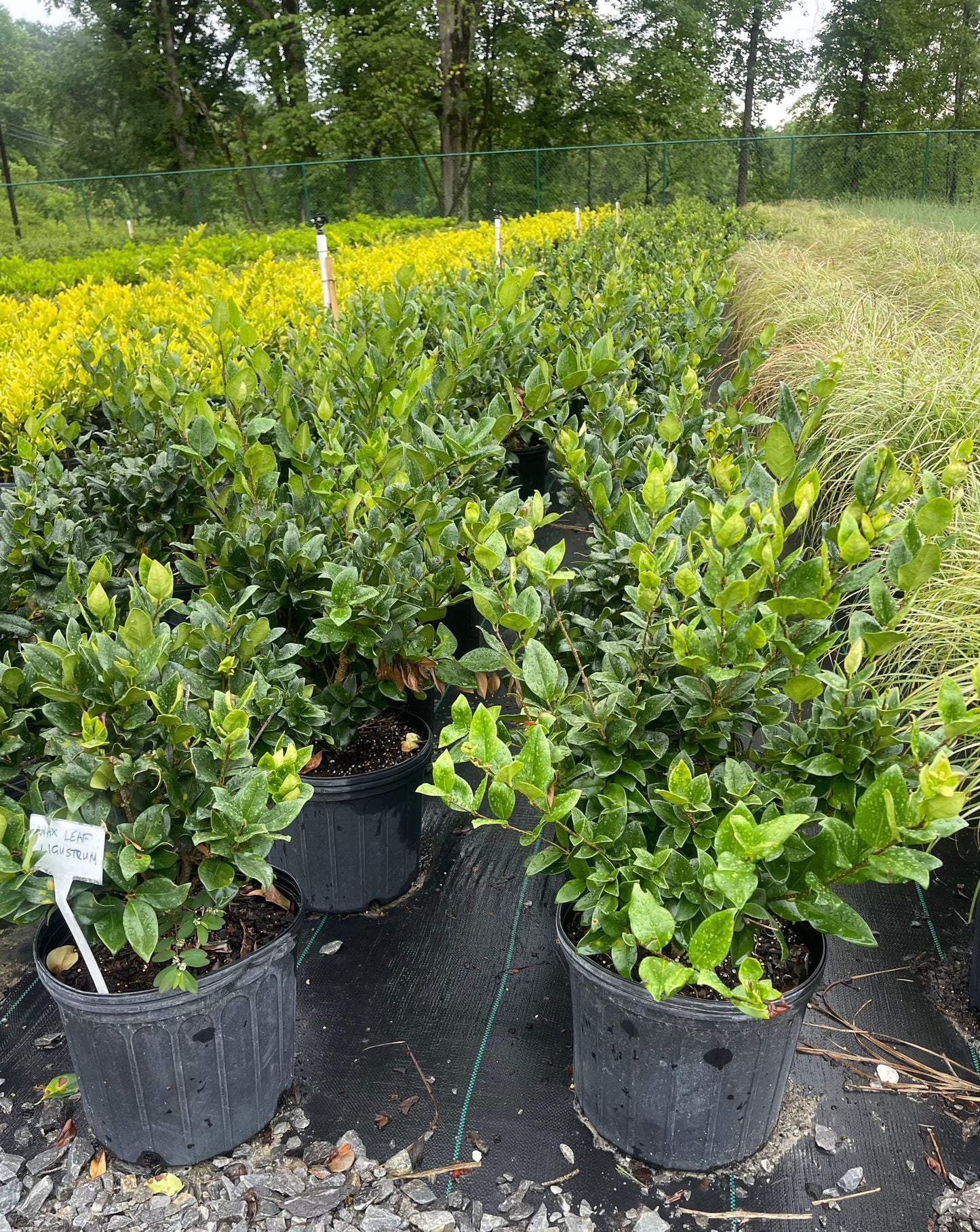 Ligustrum-Green