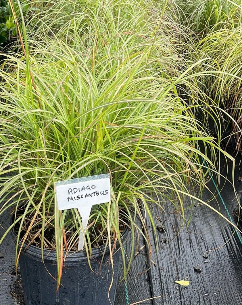 Adiago Grass - Simpático Nursery