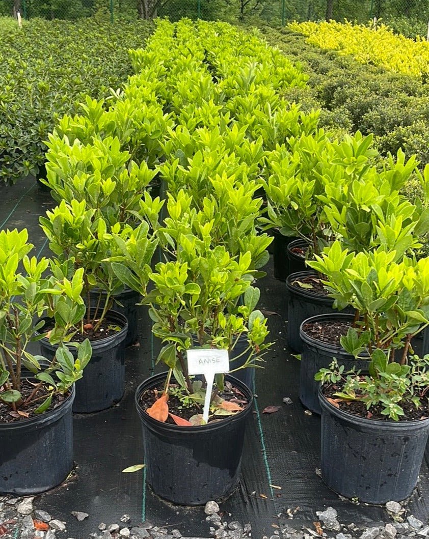 Anise - Simpático Nursery