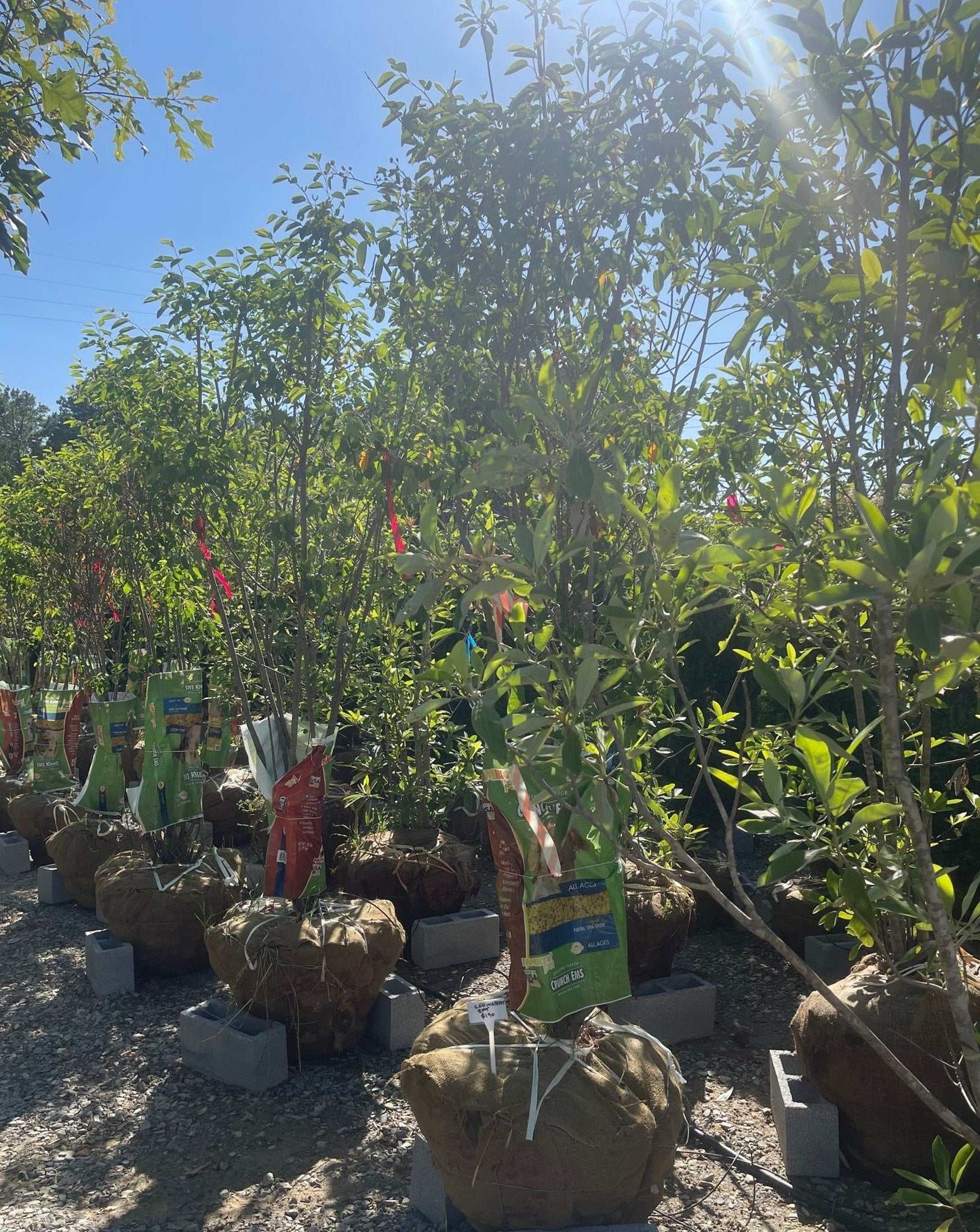 Autumn Brilliance Serviceberry - Simpático Nursery