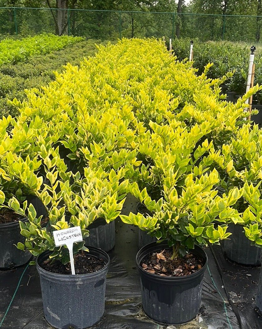 Ligustrum-Howardi - Simpático Nursery