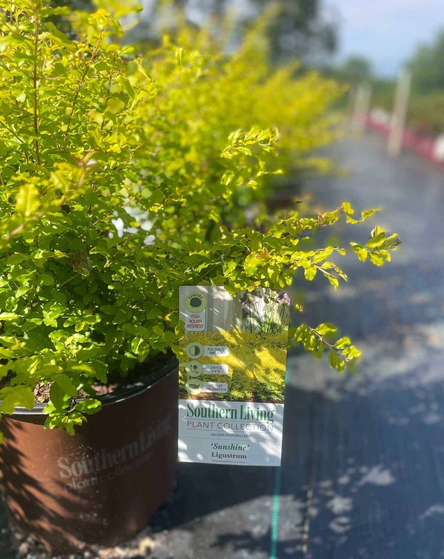Sunshine Ligustrum - Simpático Nursery