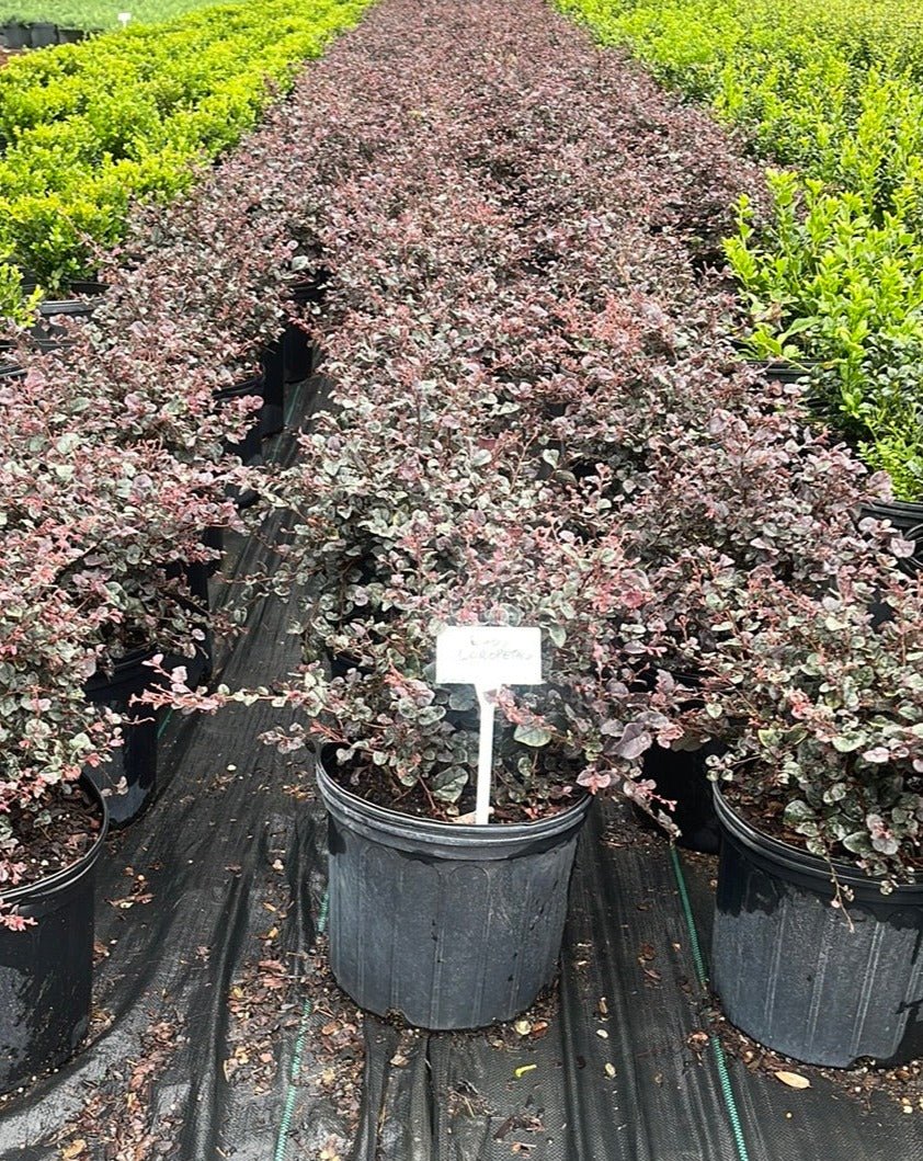 Loropetalum - Simpático Nursery