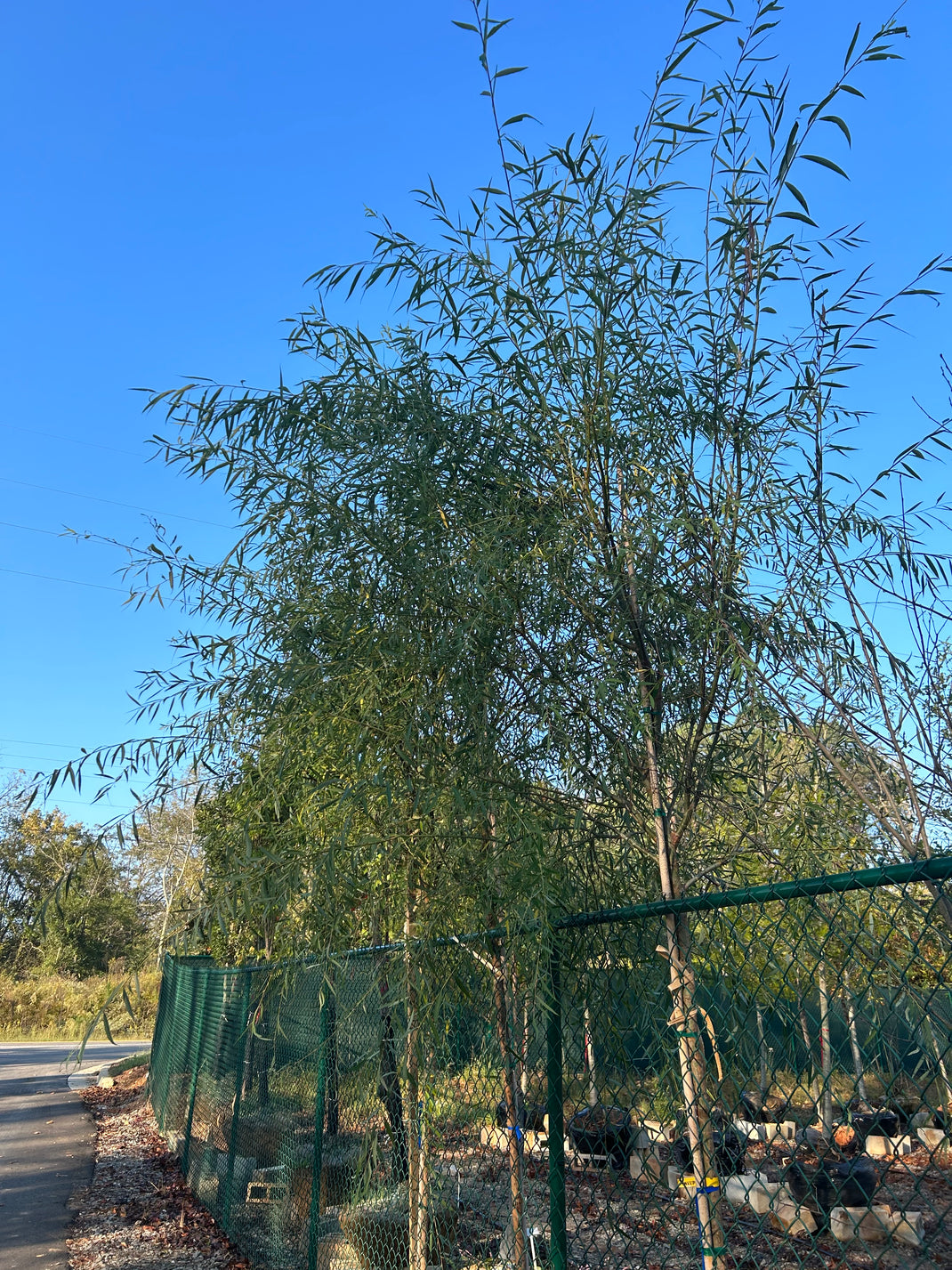 Wholesale Trees for Sale | Quality Trees at Competitive Prices ...