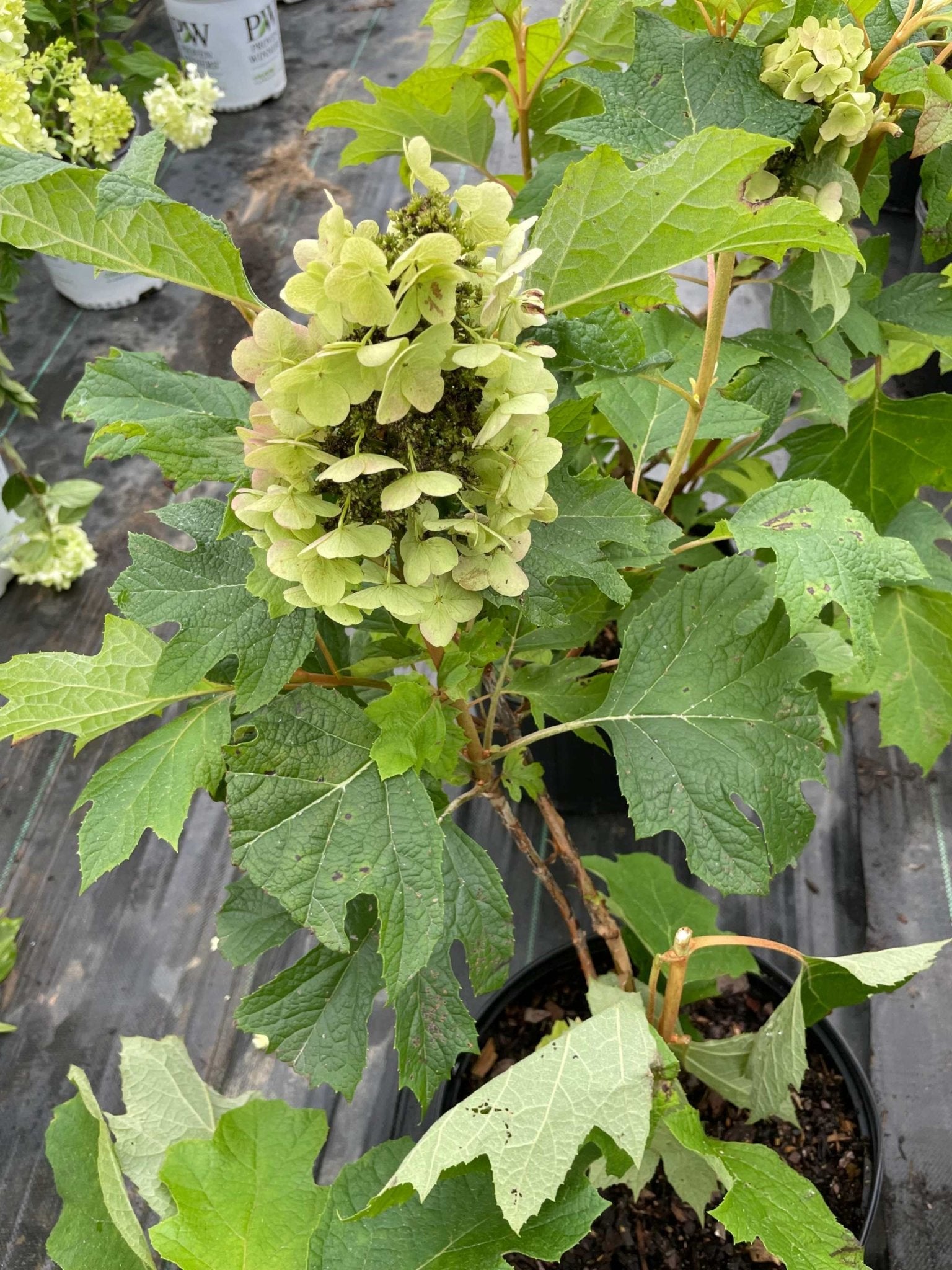 Oak Leaf Hydrangeas, 3 gallon Oak Leaf Hydrangeas at Simpatico Nursery ...