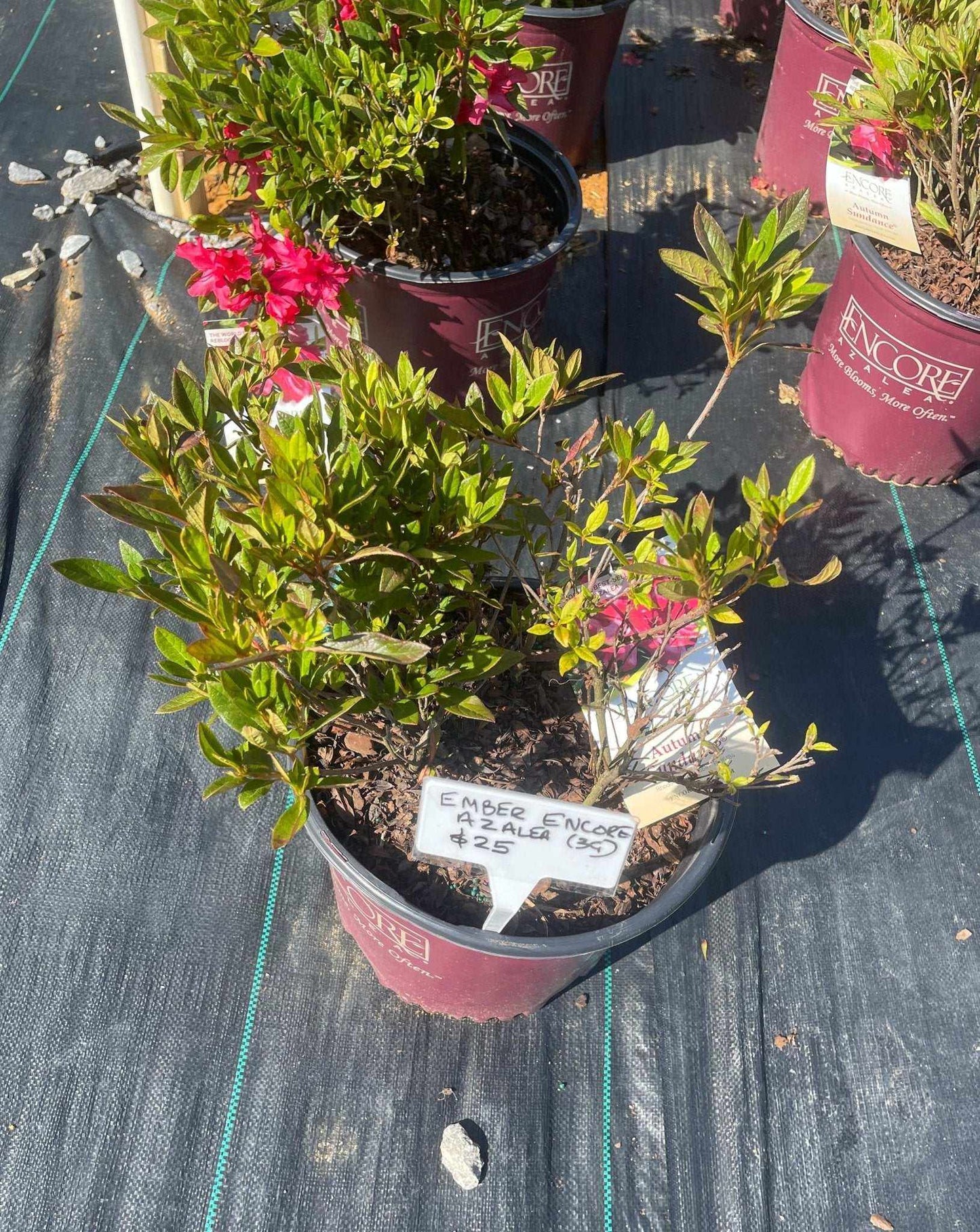 Azalea Encore Embers