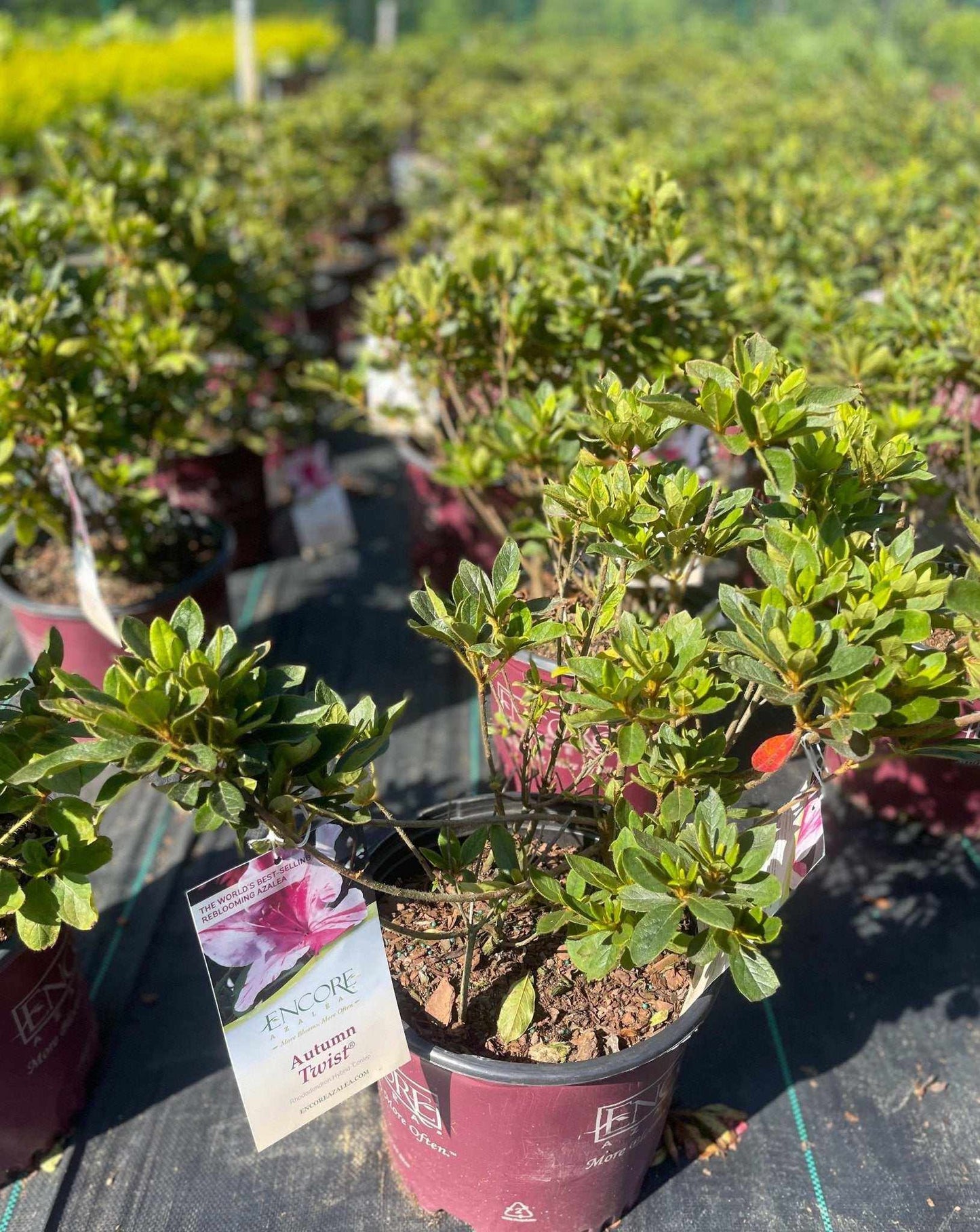 Azalea Encore A Twist - Simpático Nursery