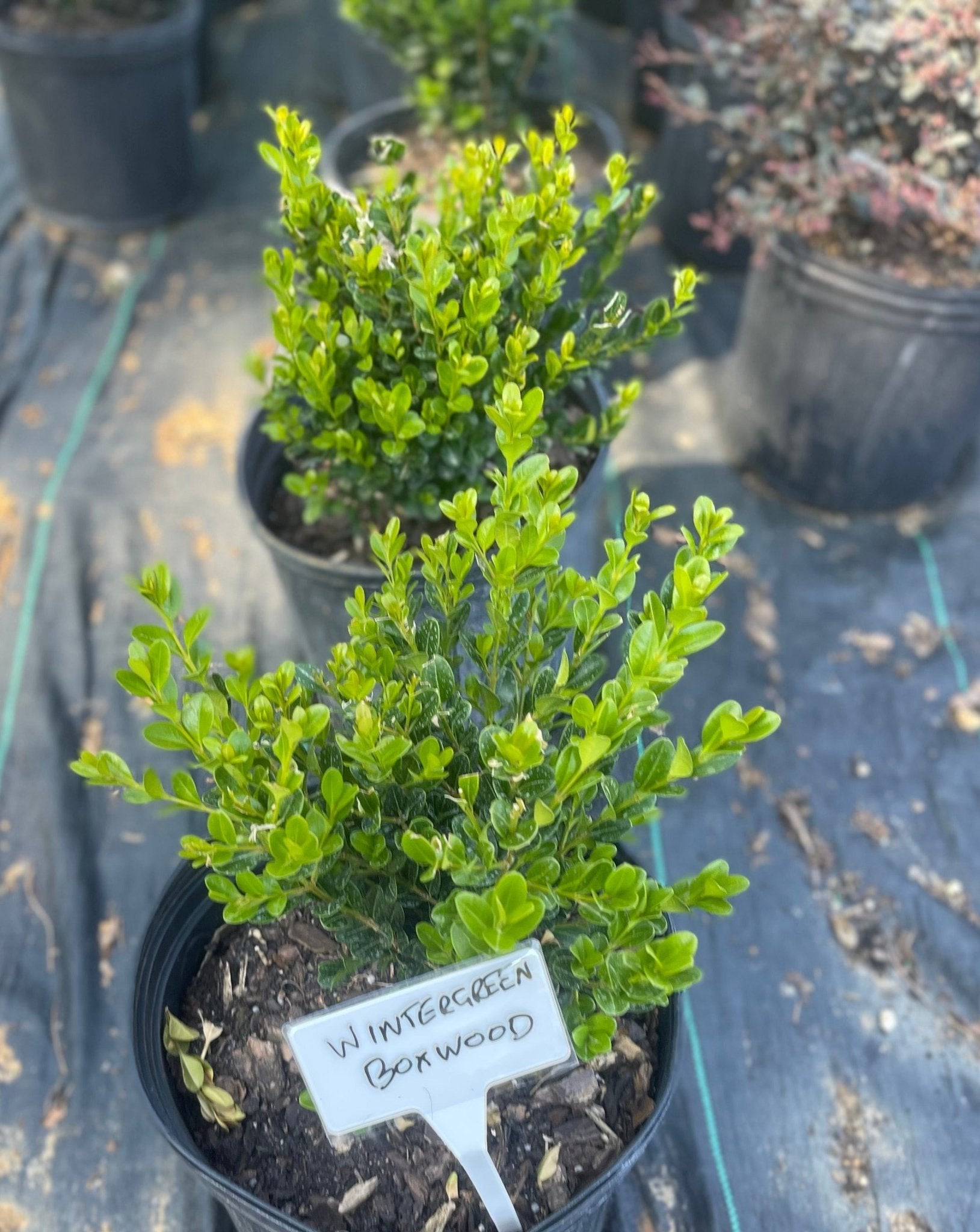 Boxwood Wintergreen – Simpático Nursery