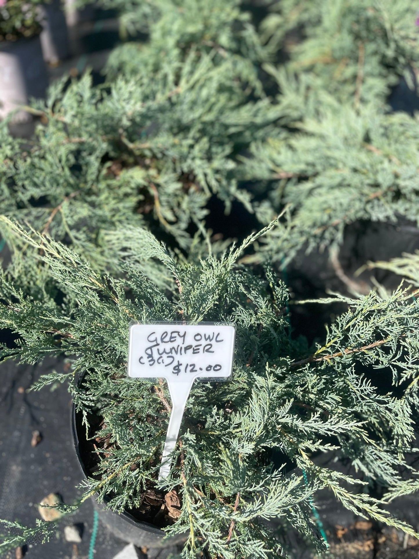 Juniperus Virginiana Grey Owl - Simpático Nursery