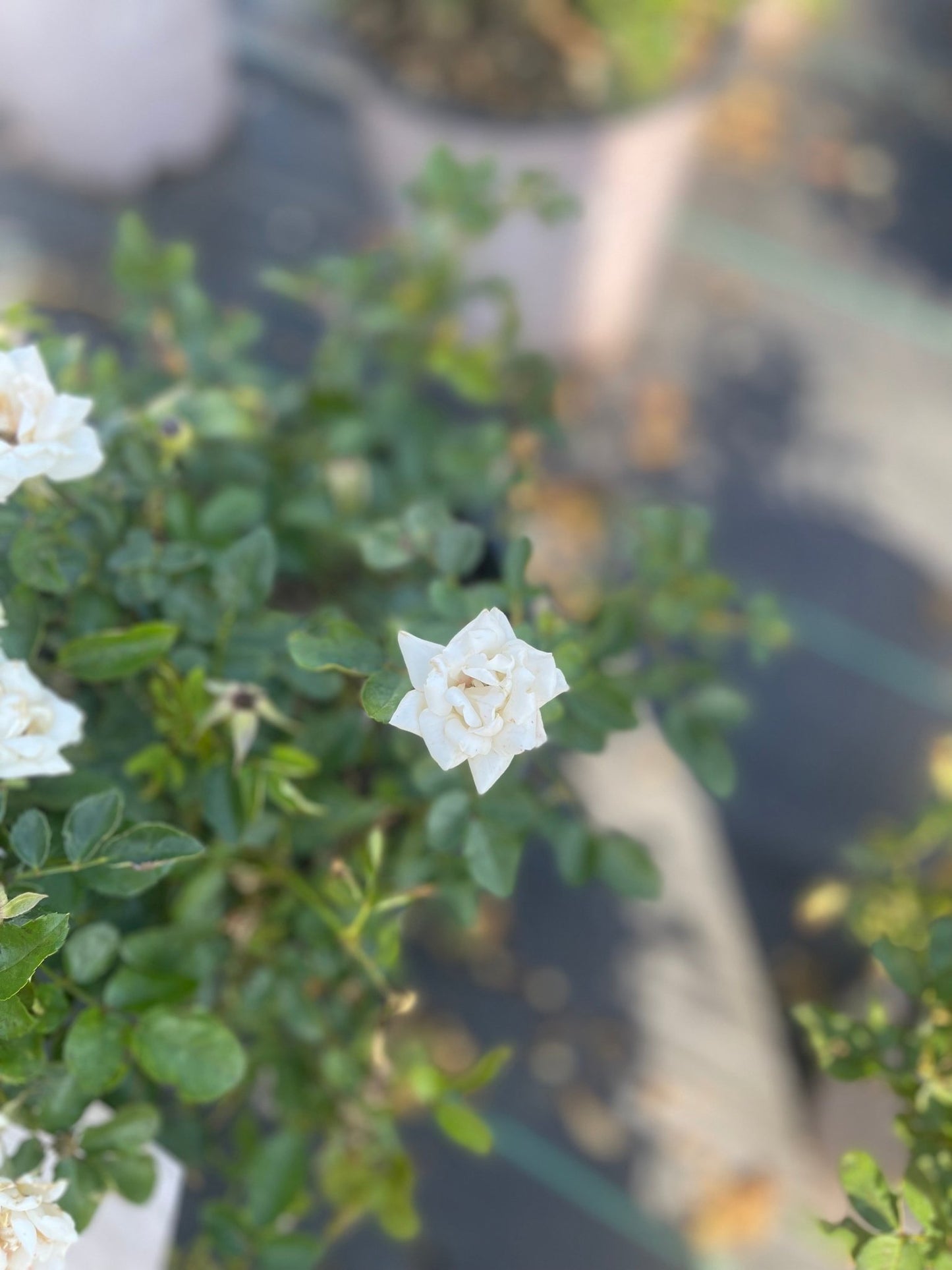 R. Popcorn Drift - Simpático Nursery