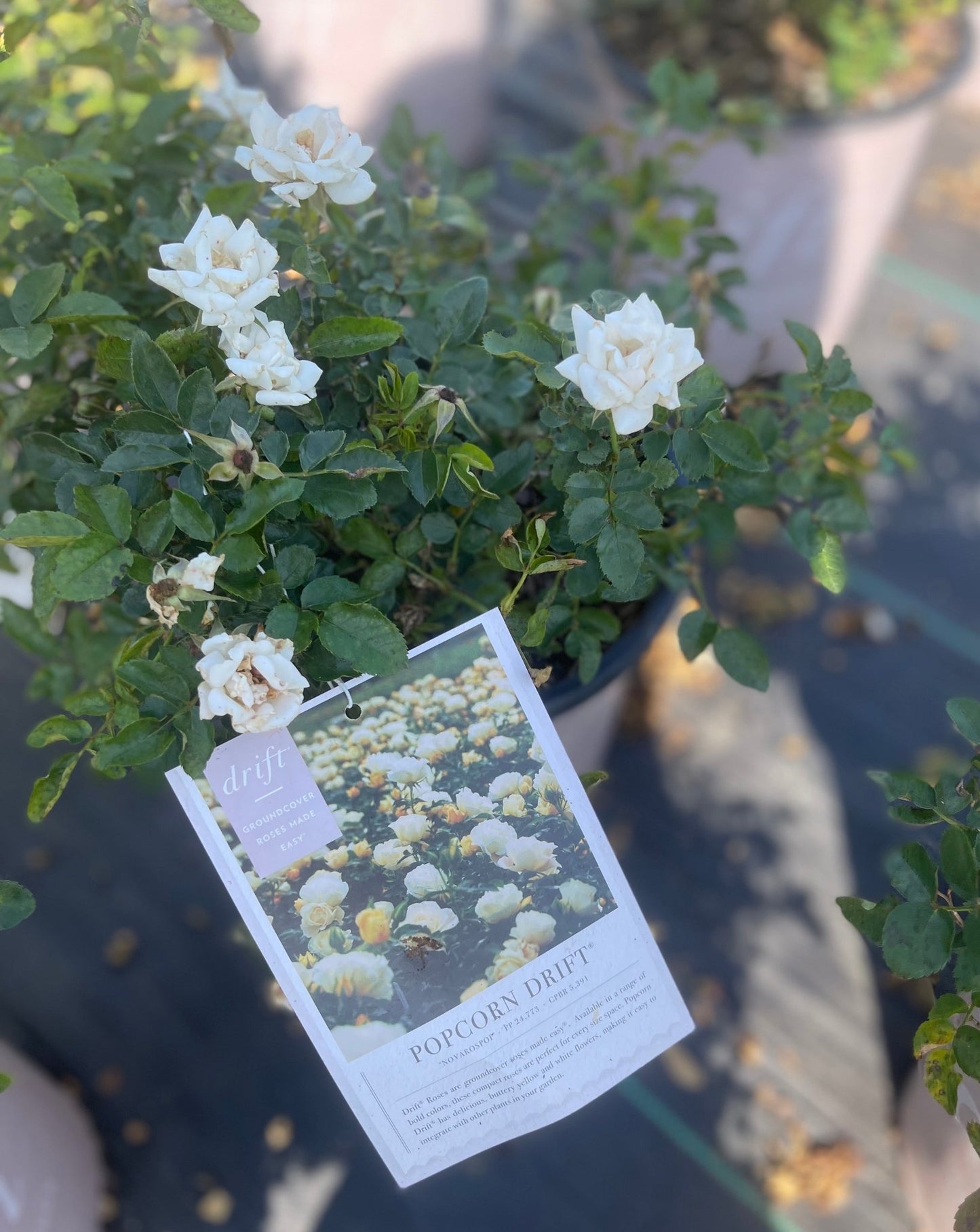 R. Popcorn Drift - Simpático Nursery